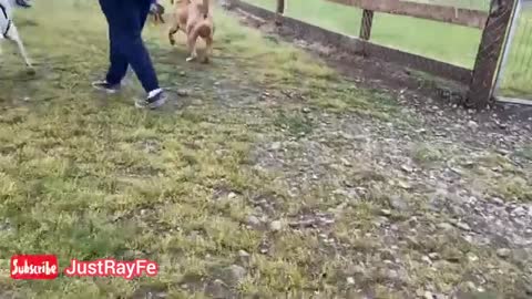 German shepherd attacks on Pitbull Dog Fighting