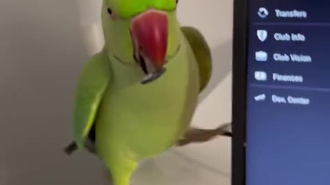 O papagaio engraçado