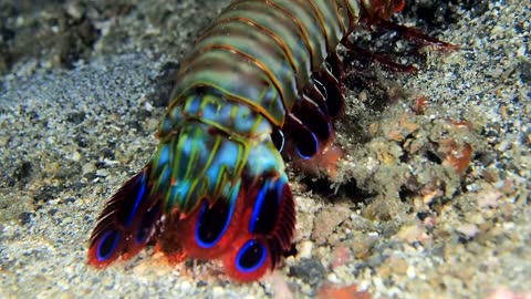 The Vibrant and Gorgeous Peacock Mantis Shrimp