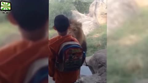 Animals attacks on humans in Zoo
