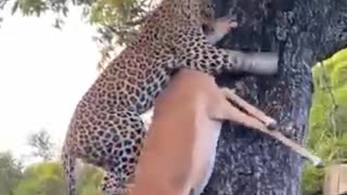 leopard climbing tree with heavy hunting