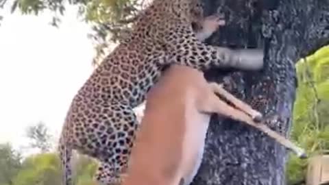 leopard climbing tree with heavy hunting