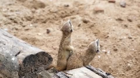 Cute Meerkats