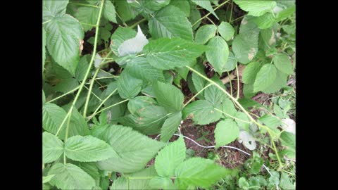 Oh Sweet Wild Raspberry August 2021