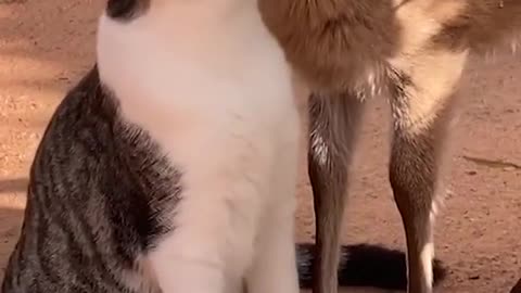 Unlikely Friends Cute Animals Cat and Deer