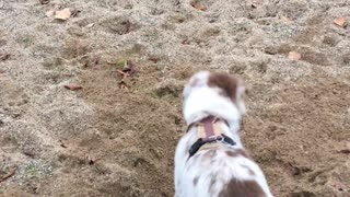Little puppy loves to dig in the sand