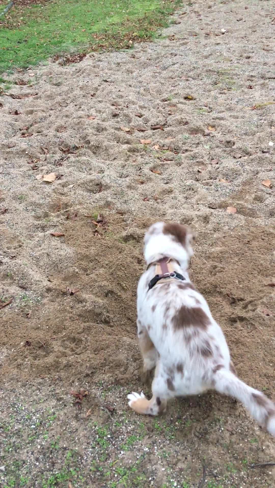 Little puppy loves to dig in the sand