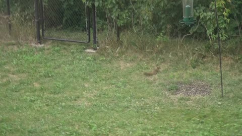 Spinning Bird Feeder Sends Squirrel Flying