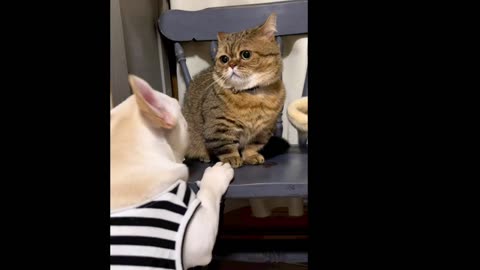 funny cats videos, funny animal videos ,funny cats fight video.
