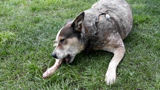 Australian Red Cattledog eating a very large pork bone.