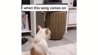 Dog dances to favorite music each time its played