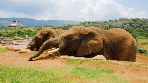 A Man Feeding The Elephants