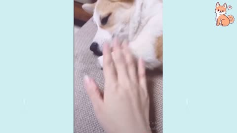 Clingy puppy playing with owner