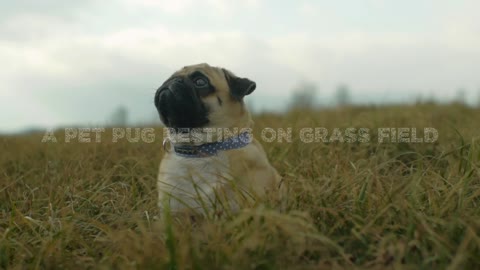 Pet Pug Resting On Grass Field