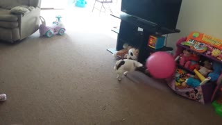 Dog attacks ball