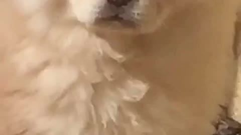 Cute chow chow chasing a bee