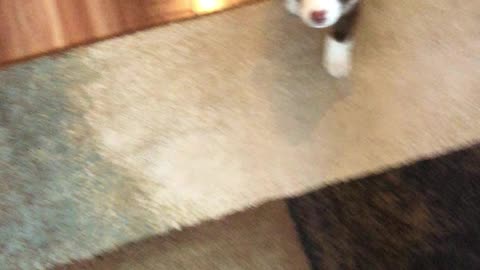 Adorable puppy does the cutest lie down ever