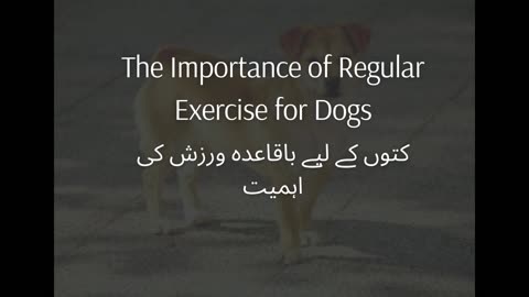 The Importance of Regular Exercise for Dogs