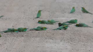 Little Cute Bird Are Playing On Road