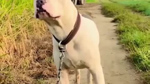 shorts pitbull dog lover pit bull dog shorts, #shorts videos