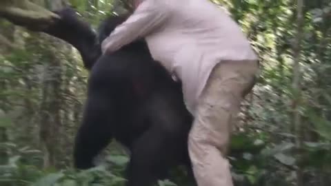 Tansy Aspinall And The Gorillas: Finally REUNITED!!!