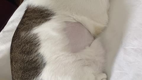 Cat Toby’s Shaved Tummy due to Ultrasound