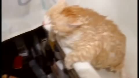 Fat Cat Tired Of Being Mocked
