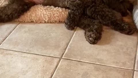 Puppy and dog share the last doggy treat together!
