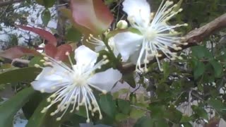 Beautiful flowers of the cherry tree, they are white and have little flowers [Nature & Animals]