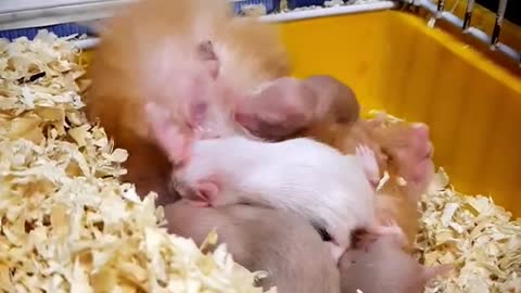 Peanut 🥴 hamster attacked by her milky babies | Hamster funny videos