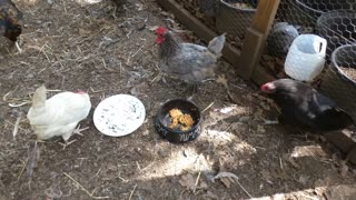 Fall inspired treat for fall ready chickens pumpkin pie!