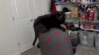 Adopting a Cat from a Shelter Vlog - Cute Precious Piper Climbs the Office Chair