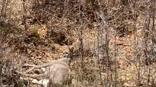 Mountain Lion Drags a Deer Away for Dinner
