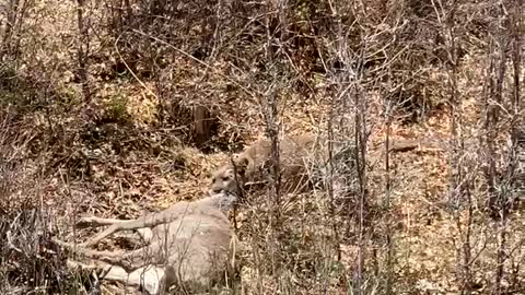 Mountain Lion Drags a Deer Away for Dinner