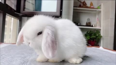 【Cute Scene】Baby Bunny Washing Face