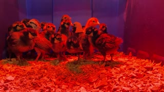 On Week Old Baby Chics