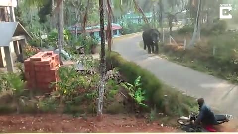 Rampaging Elephant Charges Into Village