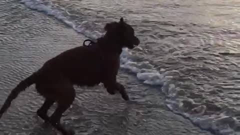 Brown dog running away from waves at the beach