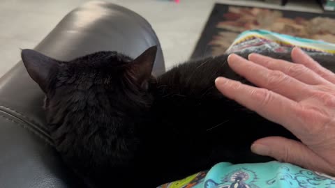 Adopting a Cat from a Shelter Vlog - Cute Precious Piper is a Long Lap Kitty