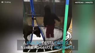 Cadela não resiste e pula em trampolim congelado!