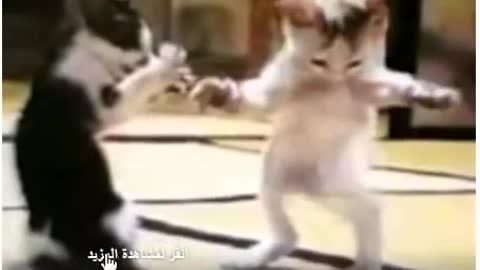 Funny Talking Cat Witness will not be silent with laughter