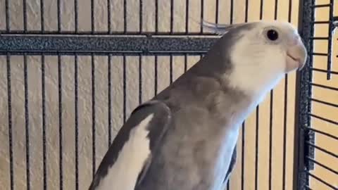 Fin, our 1 year old Cockatiel singing one of his songs!