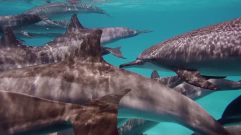 Cute dolphins flock, close up