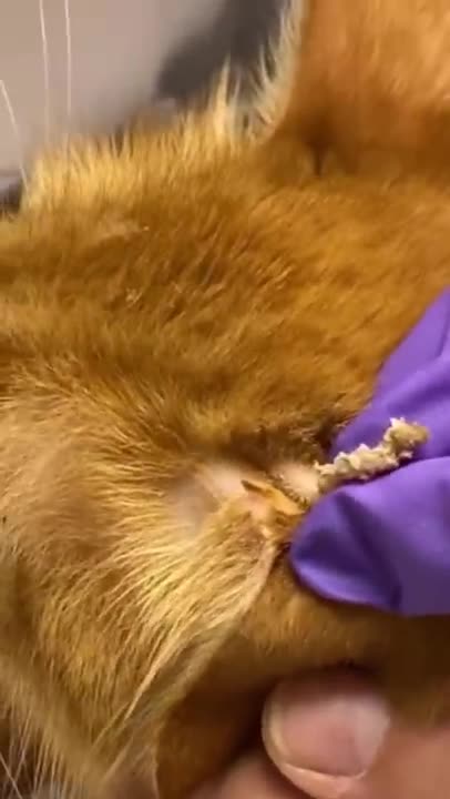 Cats Rescue - Giant Blackhead on Cat's Head