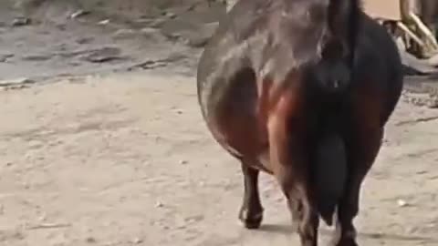 A pregnant goat walking in road.