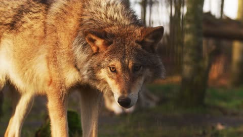 Wild red fox running & walking on trail