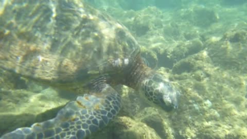 Sea Turtle Underwater in Ocean, Close-Up