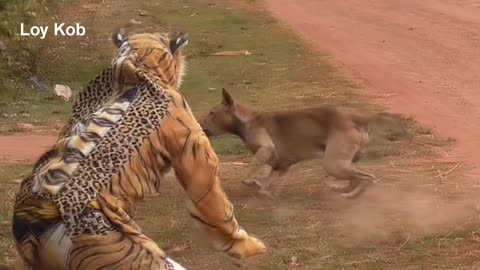 Wow!! Funny Fake Tiger Prank Dog l Why Prank Me Video