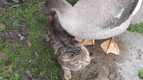 Geese Play with Patient Cat