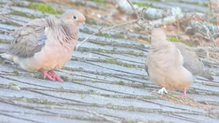The Mating Ritual of the Mourning Dove